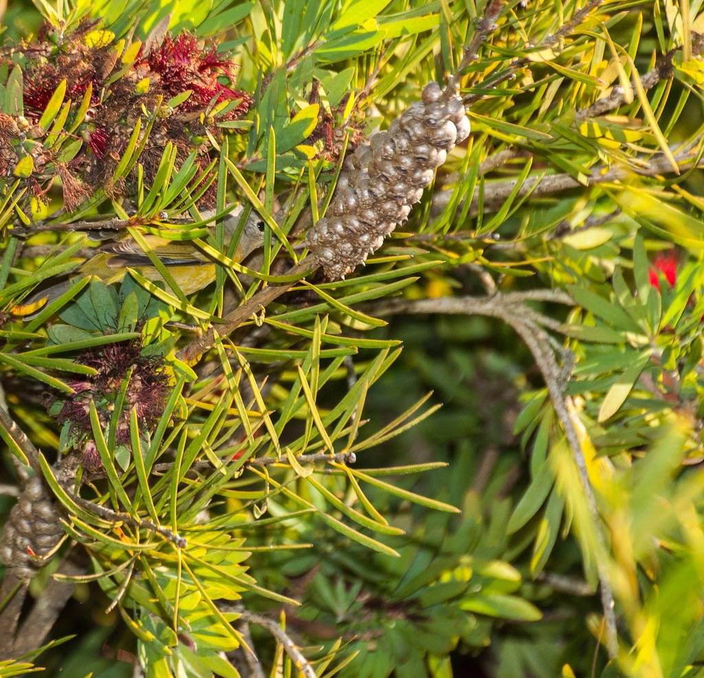 Hidden Nashville Warbler by phoca2004 is licensed under CC BY-NC-ND 2.0.
